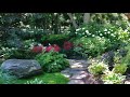 BEST! DROUGHT TOLERANT SHADE PLANTS IDEAS | EASY TO GROW LOW MAINTENANCE PLANTS FOR GARDEN IN SUMMER
