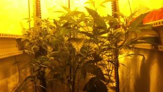 Just watching the plant growth and having a smoke