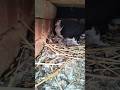 Siraji pigeon with baby #pigeon #pigeonlaver #kabutar #kabootar