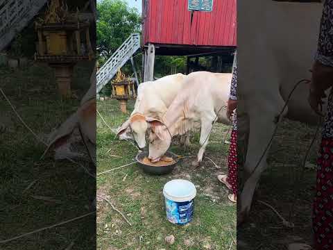 Cattle management Cattle