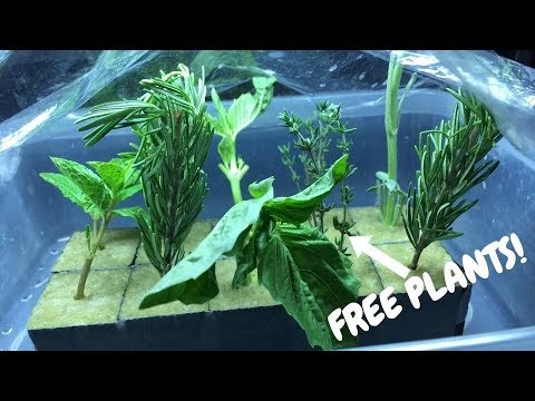 Video: Epazote Herb Grow - Cách trồng cây Epazote