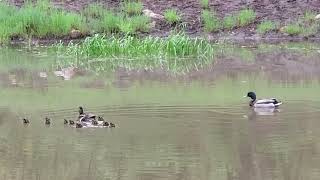 Ducks on Morning Hike 6-07-2023