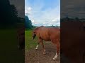 spirit Horse 🐎 #shorts #animals #horselove #horse #deutschland #germany #badenwürttemberg #beautiful