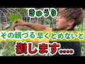【きゅうり】よく育つための、親づるの芽どめ・摘芯について徹底的に説明