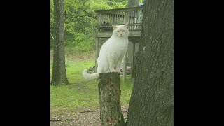 Cat Stump