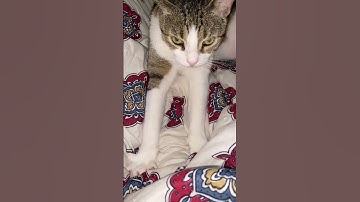 We now interrupt your doom scrolling to present Mrs. Peel! 🙀 #catshorts #mrspeel #pleasesubscribe