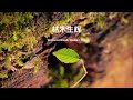 枯木生辉 - 微距摄影 | Withered Wood, Radiant Life - Macro Photography