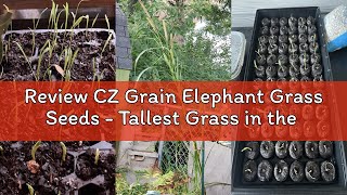 Review CZ Grain Elephant Grass Seeds - Tallest Grass in the World - Ships from Iowa, Made in USA (25