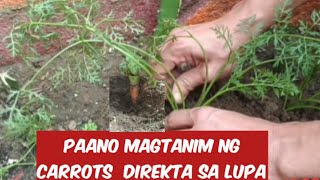 Paano magtanim Ng Carrots sa Paso at Paano Ang Paglipat Direct sa Lupa Ng Carrot