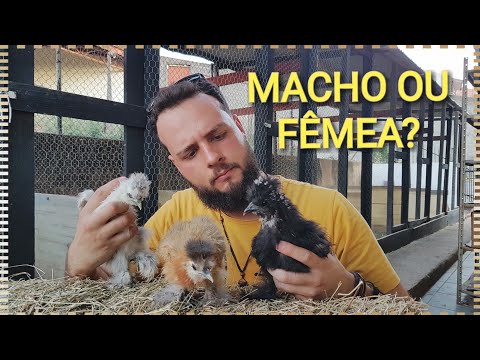 Vídeo: Como os gatos mantêm a homeostase?