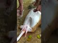 Stingray #fishing #nature #wildlife