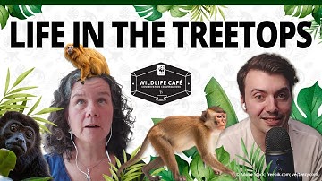 Who’s hiding in the treetops? A closer look at arboreal wildlife that live in the forest canopy