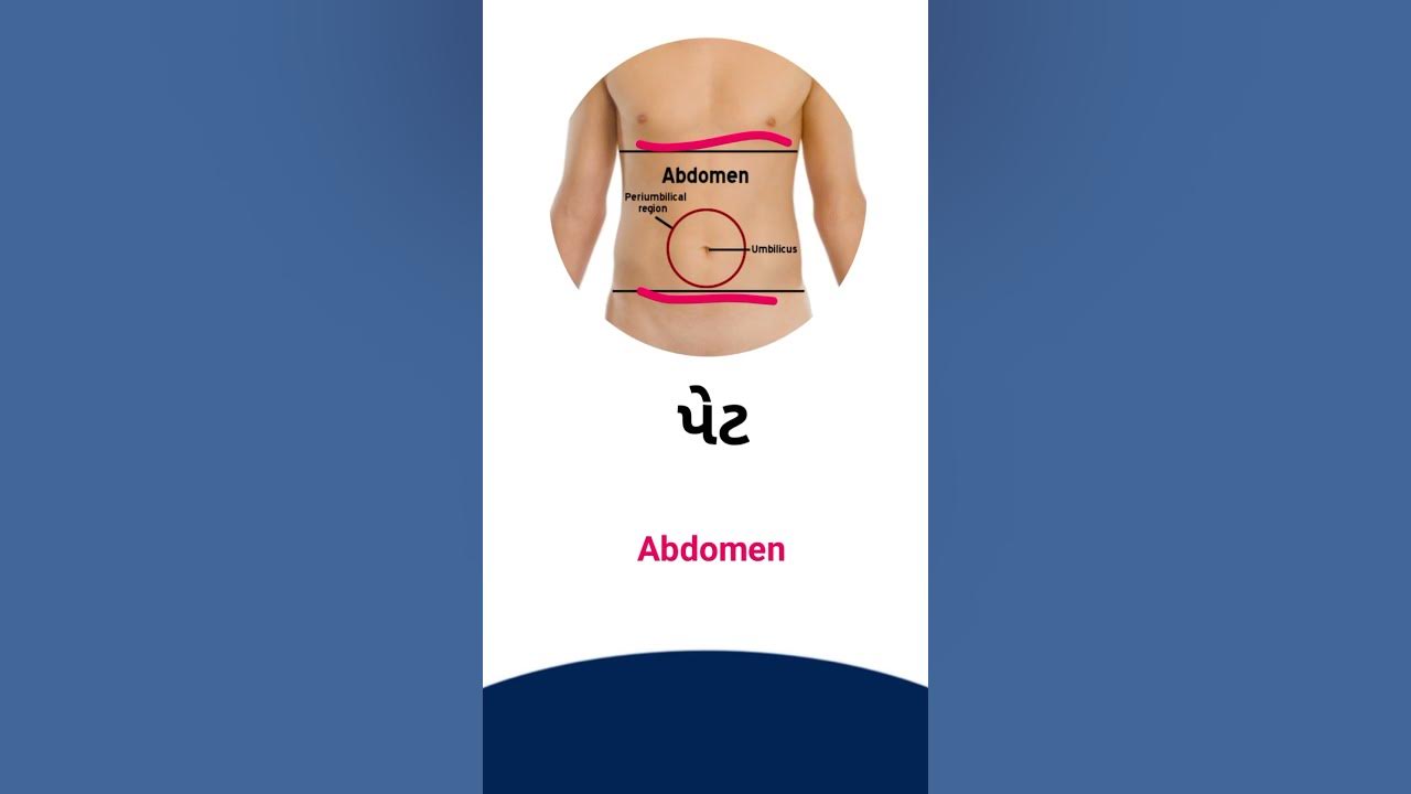 Abdomen Meaning In Gujarati English Dictionary YouTube abdomen-meaning-in-gujarati-english-dictionary-youtube