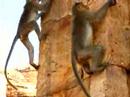 Watch these rhesus monkeys hanging out at the Malagatti Shivalaya Temple in Badami, India.
