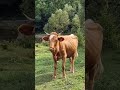 Hilarious cow