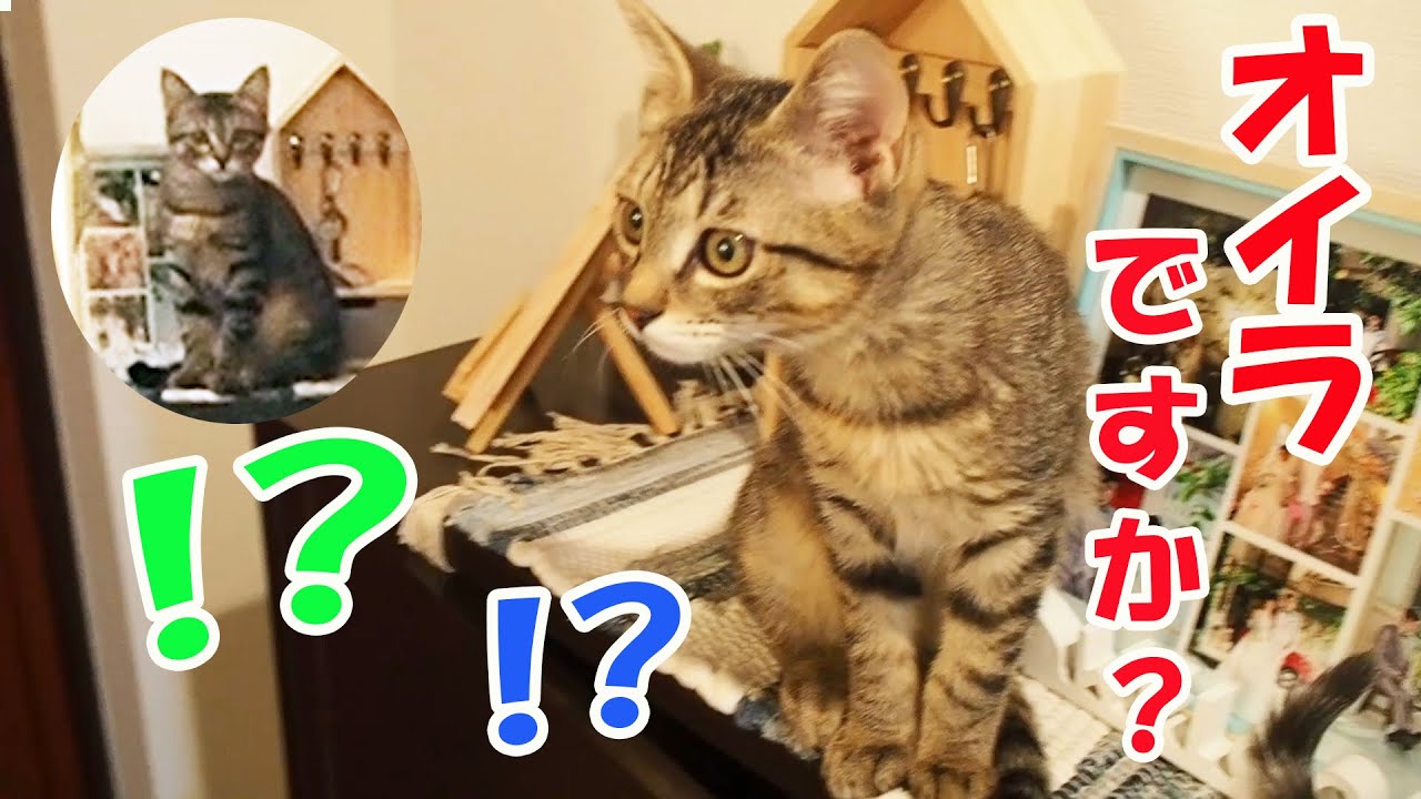 鏡にうつる自分とその映像を凝視する子猫 - YouTube