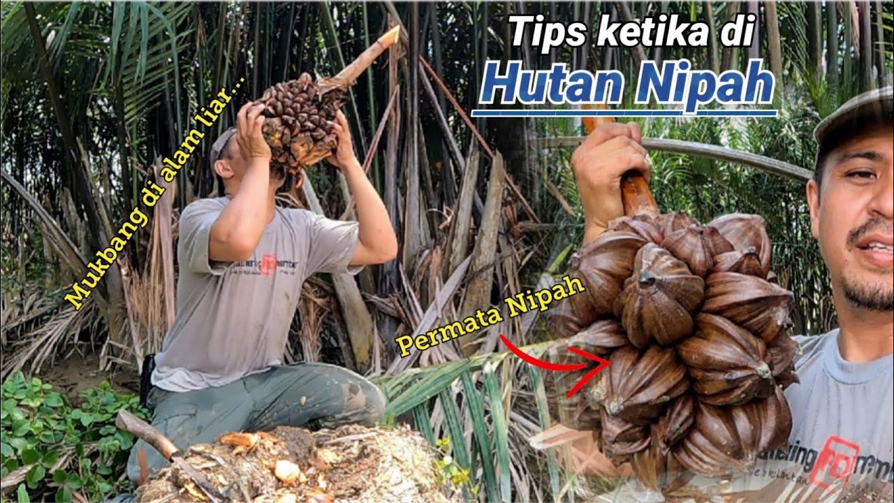 Buah Nipah, permata hutan bakau.