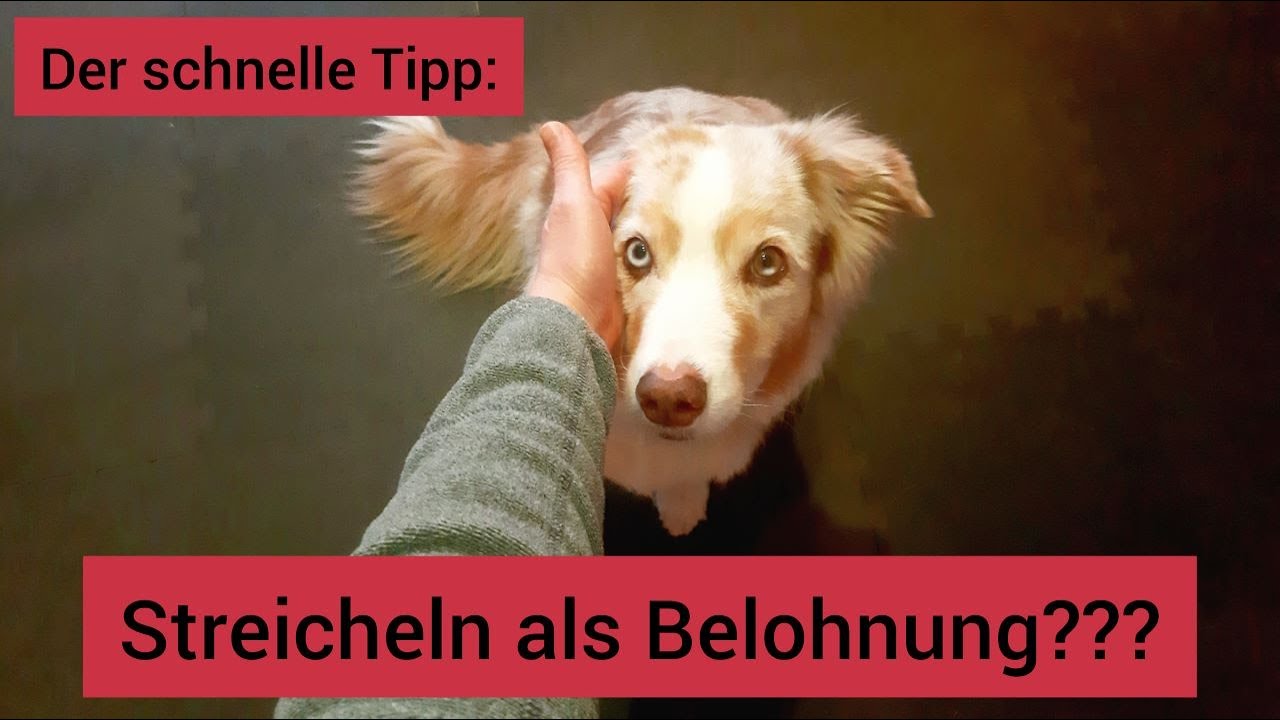 Hund L?Uft St?Ndig Hinterher R?Tter hasan tukaya