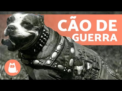 Vídeo: Por que um cachorro vomitaria depois de ofegar?