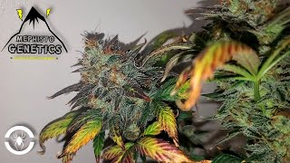 Seed To Harvest - 16 Autoflowers In A 4x4 Tent | Spider Farmer SE7000