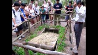 Famous Vietnamese Booby Trap at Cu Chi Tunnels Wealth