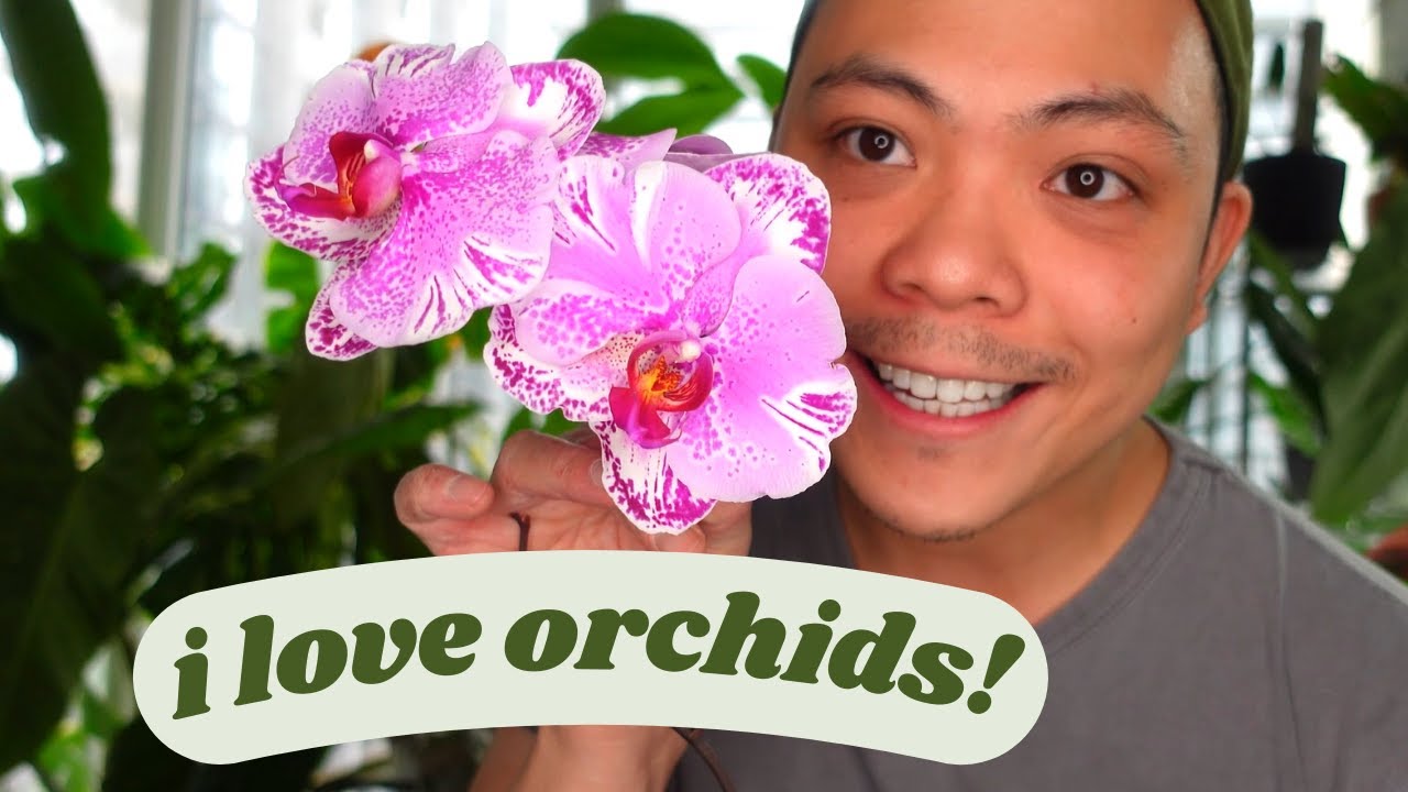 Growing Orchids in LECA...6 Month Update 🌱| phalaenopsis orchids 🌸 My experience