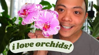 Growing Orchids in LECA...6 Month Update | phalaenopsis orchids  My experience