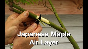 Japanese Maple Air Layer:  Dave
