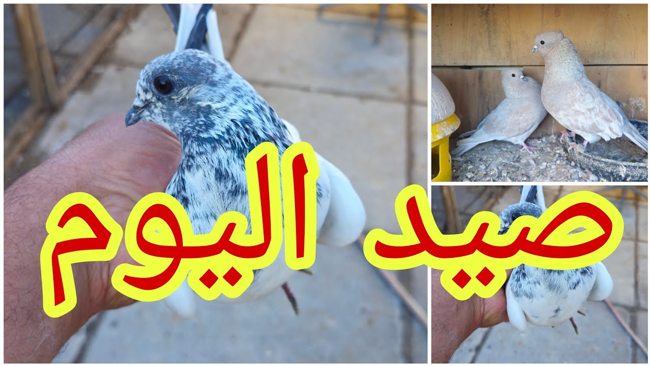 🥰صيد اليوم لعيونكم🥰ضيعنا البصراوي الجديد😘صورتلكم فرخات البصراويات وزواجل😘@