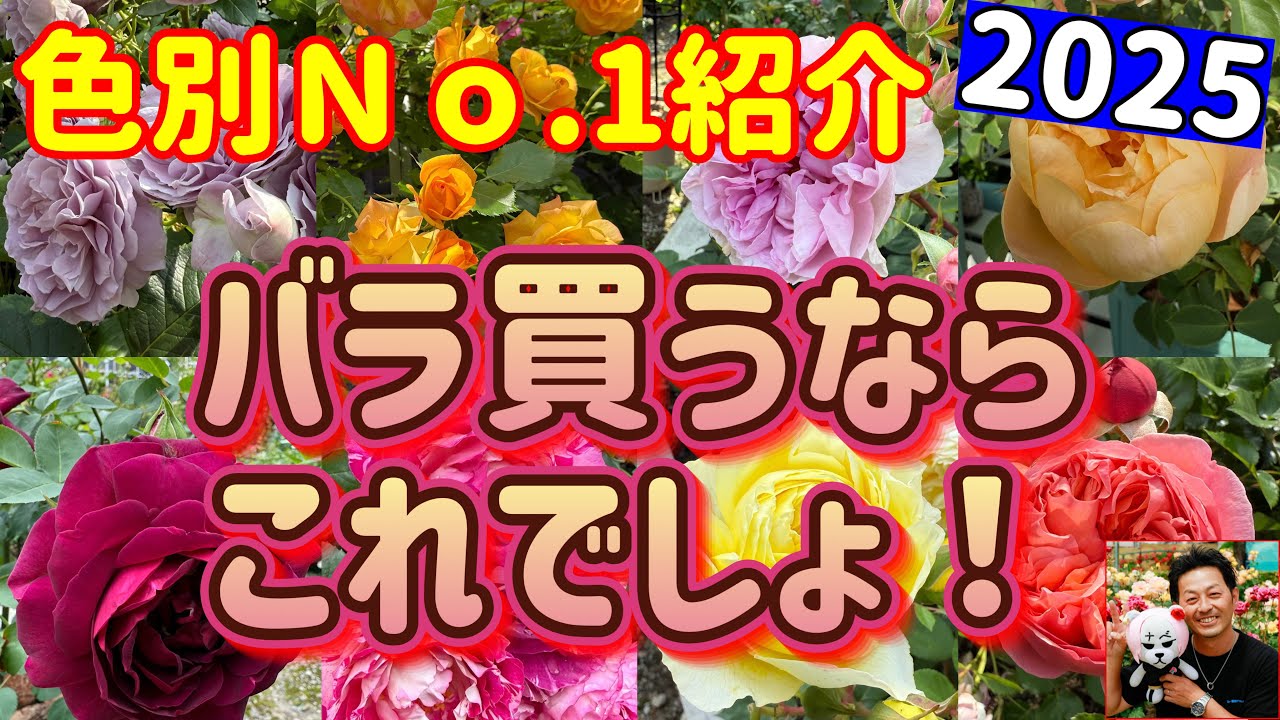 東洋経済　バラ売り可 2025【バラ買うならこれでしょ】色別に紹介🌹今年もバシっと😊🐻たー