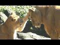 心境の大変化！三つ子と遊ぶさくら（クレイちゃんの母）♪とべ動物園にて