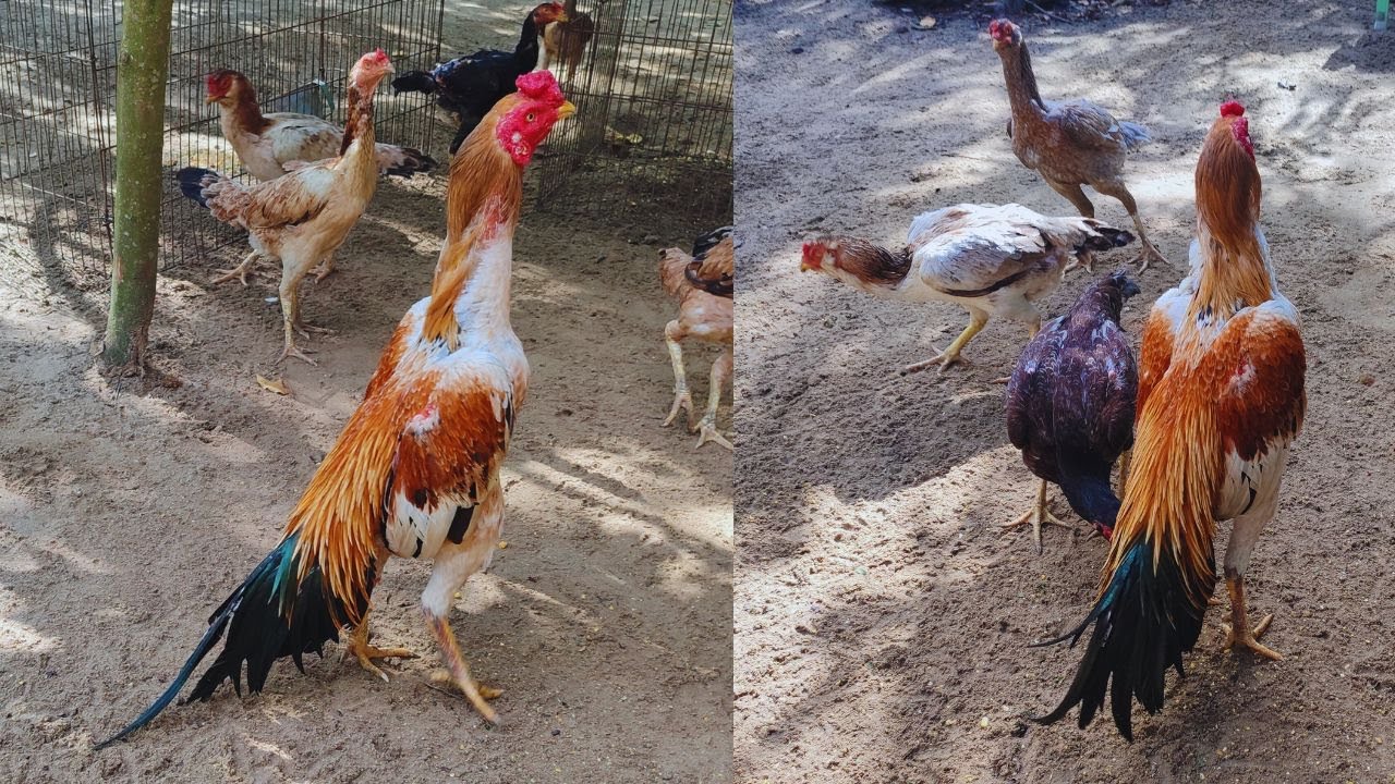 Primeiro galo apresentado no canal alimentando se solto no quintal com galinhas e pintinhos #galo