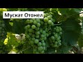 Мускат Отонел