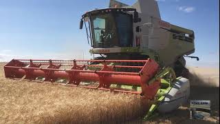 Cosecha de cereal 2019// Harvest 2019 Spain