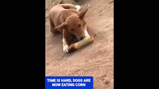 TIME IS HARD DOGS ARE NOW EATING ROSTED CORN.