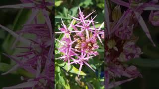 Flowers grooving to the music #flowers #nature #shorts
