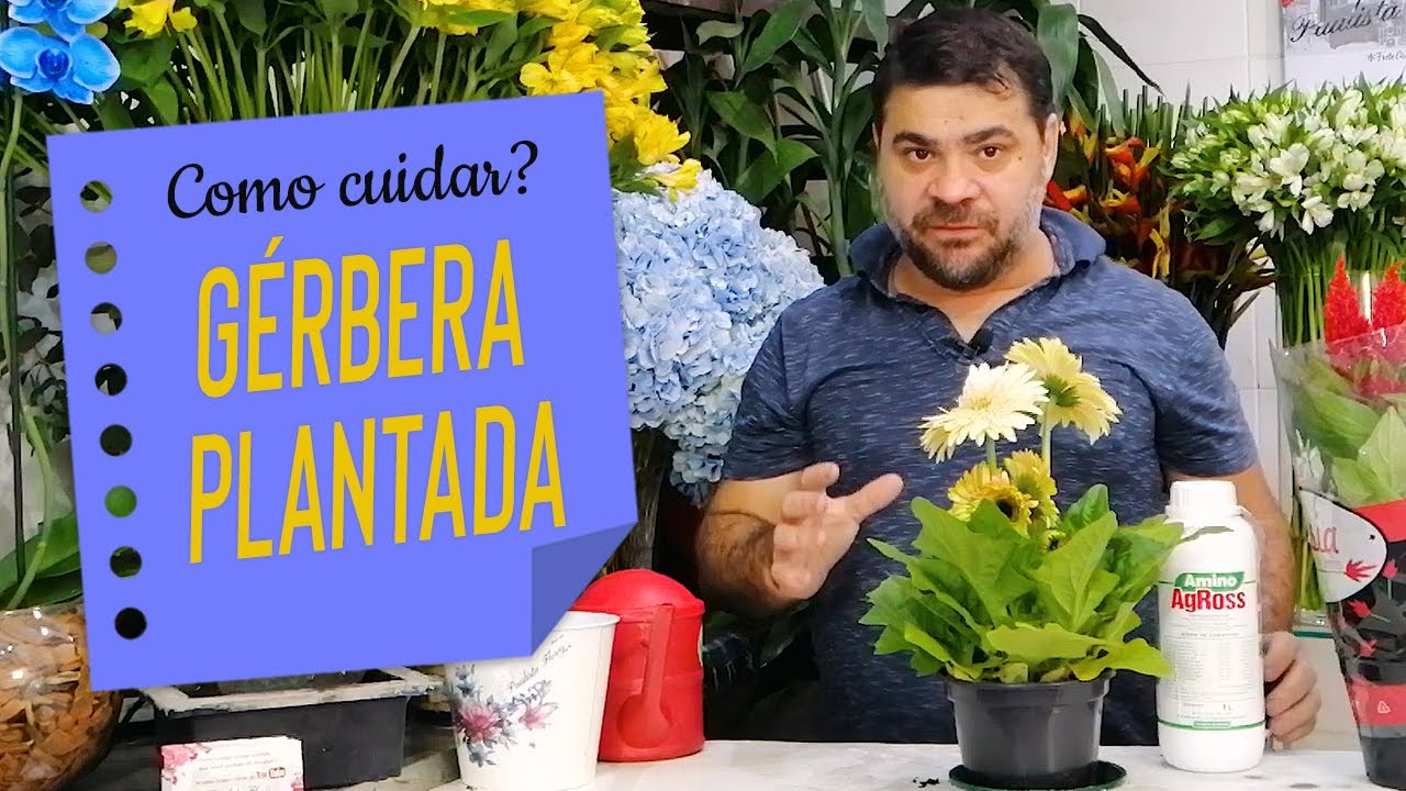 Como cuidar das Gérberas plantadas?