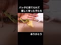 バッタに育てられたハムスター #shorts