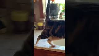 Lol Super Cute Funny Cats Home Alone 32