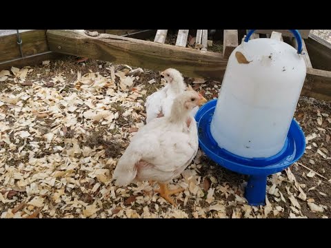 meat and laying chickens, weeks 3 and 4