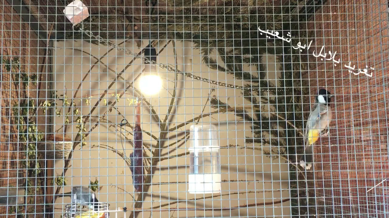 تغريدات بلابل ابو شعيب ماادري اذا حلوة 😉