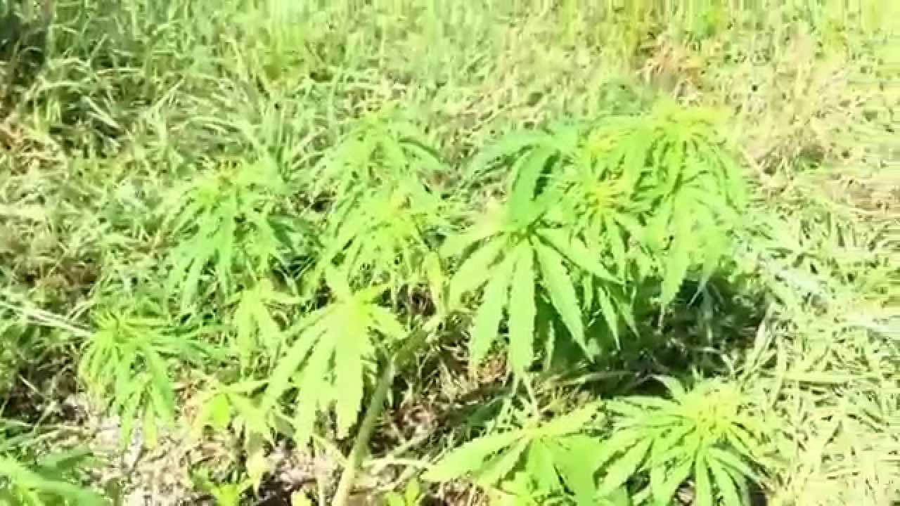 Outdoor Marijuana Gorilla Grow - Auto's and Photo's. Day 55