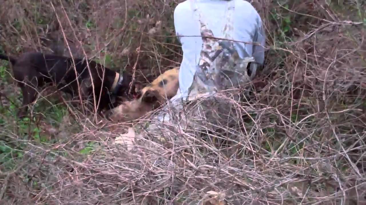 Hog hunting with 3 dogs and a knife. YouTube