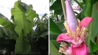 Banana Tree Update For August - 3 Types With Musa Velutina Flowering.