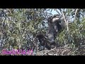 Bald Eagles Of Lake Casitas 22May2020 Eaglet having fun