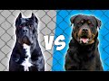 Mastin Italiano vs Rottweiler en ESPAÑOL - Cane Corso vs Rottweiler