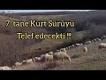 KANGALLAR OLMASA KURTLAR SÜRÜYE DALACAKTI !!!