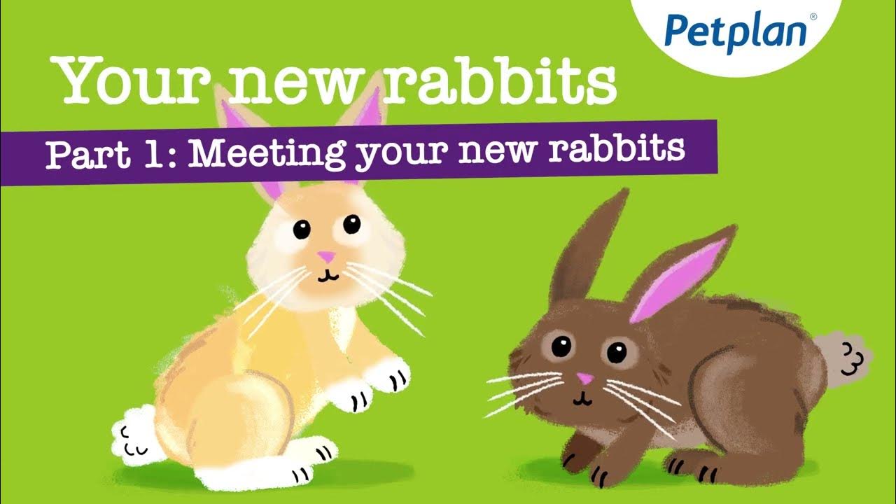 Introducing children to rabbits Part 1 Meeting your new rabbits YouTube