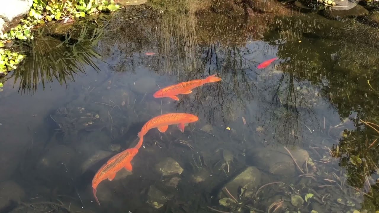 Storytime: All of the Fish