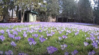 A time-lapse after planting 10,000 crocuses in a lawn
